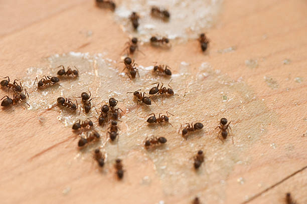 Best Bed Bug Extermination  in Bluefield, VA